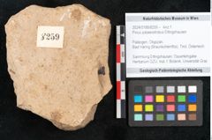 Foto (Objekt + Etikett) von Pinus palaeostrobus Ettingshausen (NHMW-GEO-2024-0188-8259)